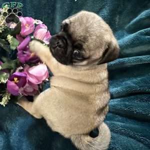 Kit Kat, Pug Puppy