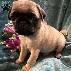 Kit Kat, Pug Puppy