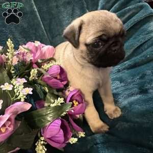 Kit Kat, Pug Puppy