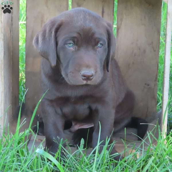Kasper, Chocolate Labrador Retriever Puppy