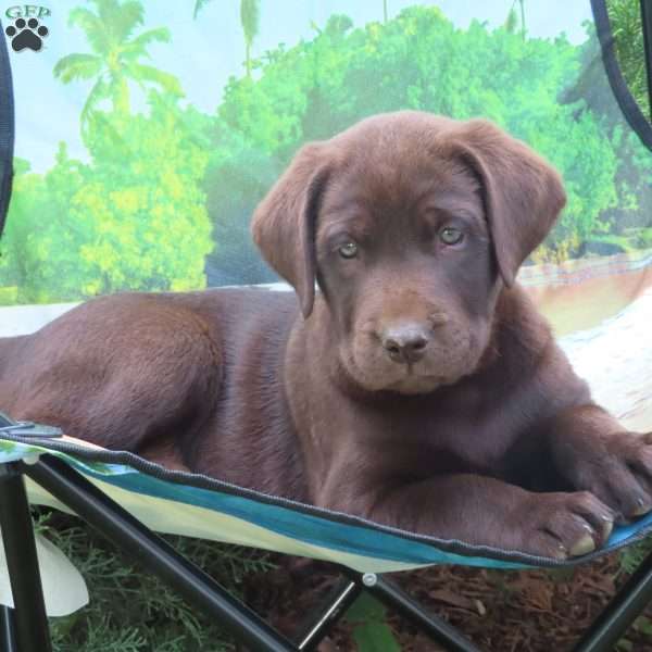 Drew, Chocolate Labrador Retriever Puppy