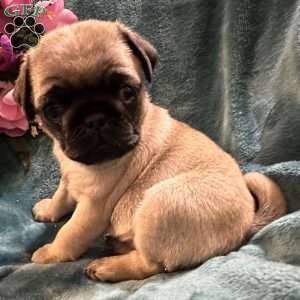 Kit Kat, Pug Puppy