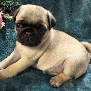 Kit Kat, Pug Puppy