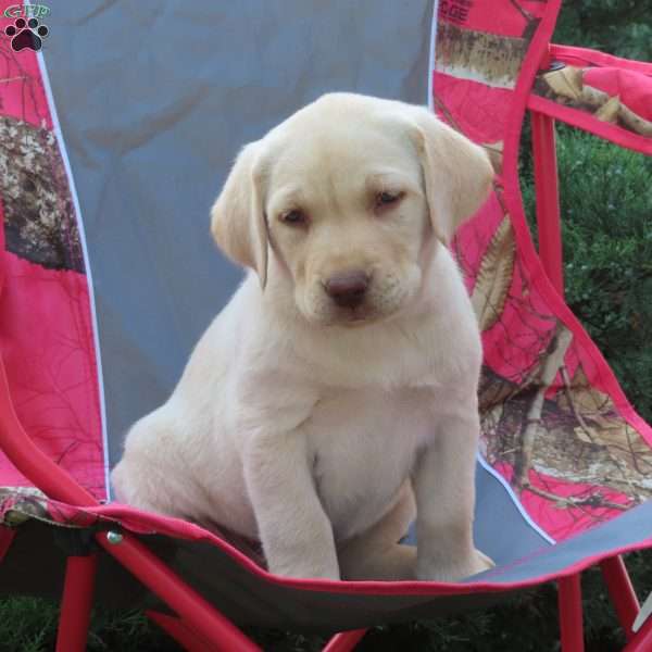 Dakota, Chocolate Labrador Retriever Puppy