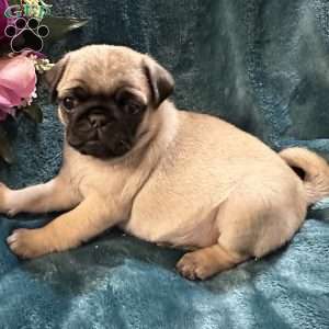 Kit Kat, Pug Puppy