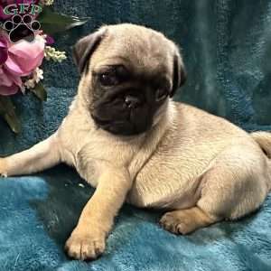 Kit Kat, Pug Puppy