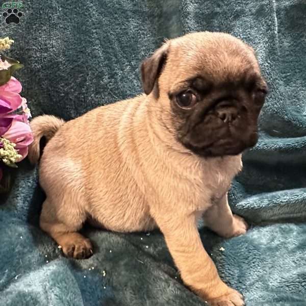 Kit Kat, Pug Puppy