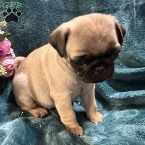 Kit Kat, Pug Puppy