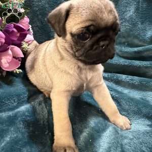 Kit Kat, Pug Puppy