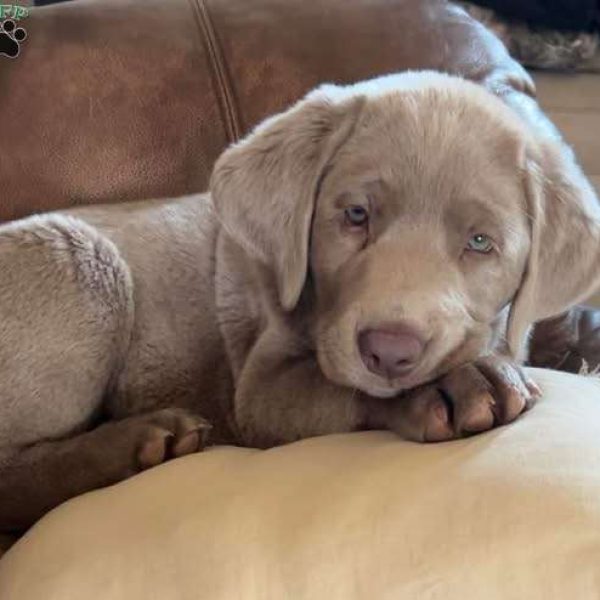 Copper, Silver Labrador Retriever Puppy
