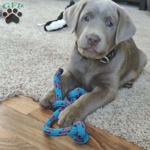 Copper, Silver Labrador Retriever Puppy