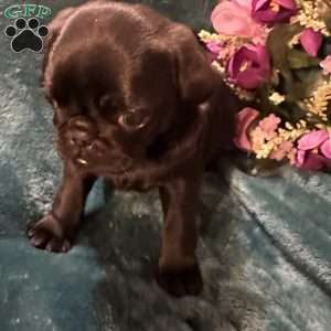 Snickers, Pug Puppy