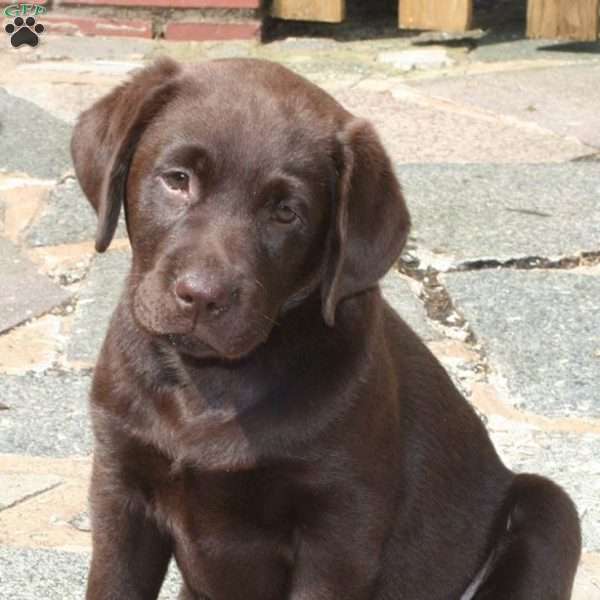 Kit Kat, Chocolate Labrador Retriever Puppy