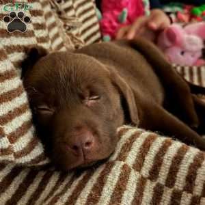 Kit Kat, Chocolate Labrador Retriever Puppy