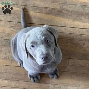 Copper, Silver Labrador Retriever Puppy