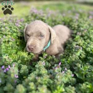 Copper, Silver Labrador Retriever Puppy