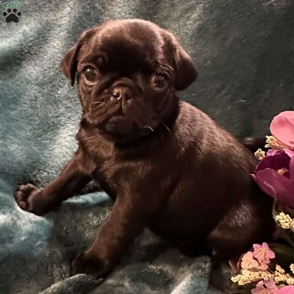 Snickers, Pug Puppy