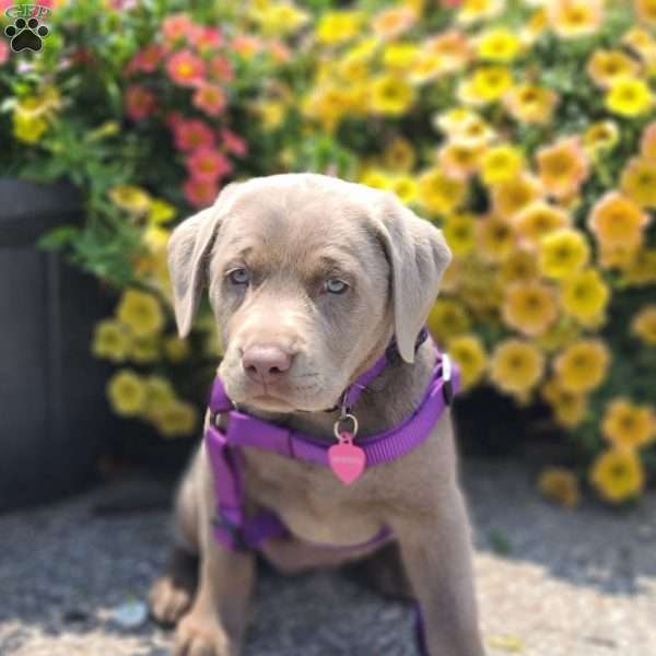 Blueberry, Silver Labrador Retriever Puppy
