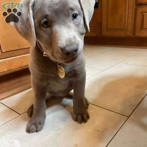 Blueberry, Silver Labrador Retriever Puppy