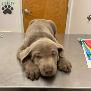 Blueberry, Silver Labrador Retriever Puppy