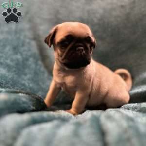 Kit Kat, Pug Puppy