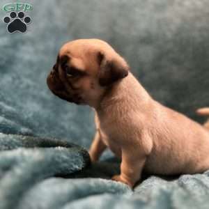 Kit Kat, Pug Puppy