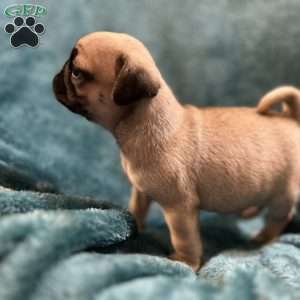 Kit Kat, Pug Puppy