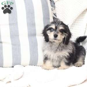Monty, Dachshund Mix Puppy