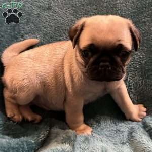Kit Kat, Pug Puppy