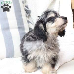 Monty, Dachshund Mix Puppy