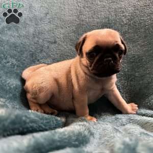 Kit Kat, Pug Puppy