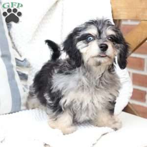 Monty, Dachshund Mix Puppy