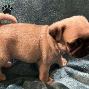 Kit Kat, Pug Puppy