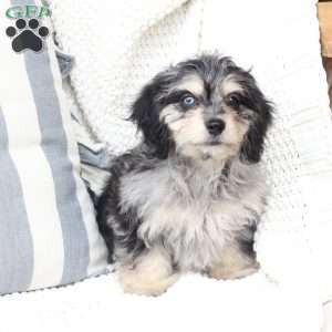 Monty, Dachshund Mix Puppy