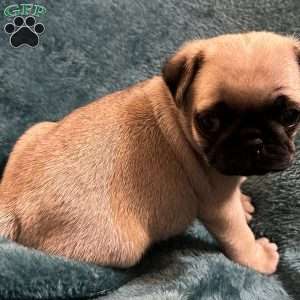 Kit Kat, Pug Puppy