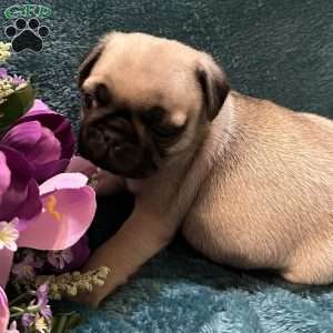 Kit Kat, Pug Puppy