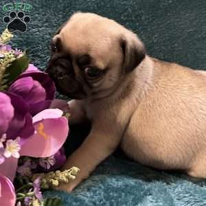 Kit Kat, Pug Puppy