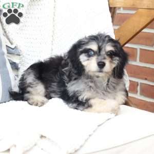 Monty, Dachshund Mix Puppy