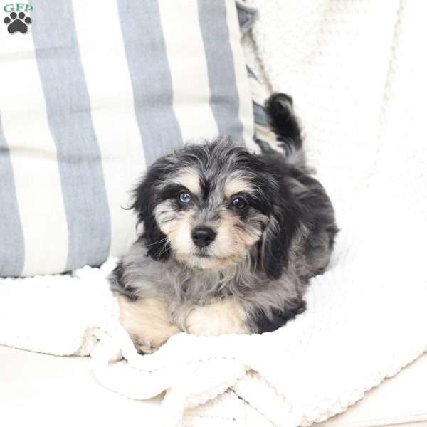 Monty, Dachshund Mix Puppy