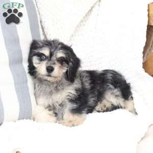 Monty, Dachshund Mix Puppy