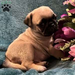 Kit Kat, Pug Puppy