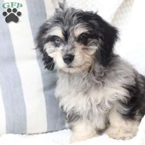 Monty, Dachshund Mix Puppy
