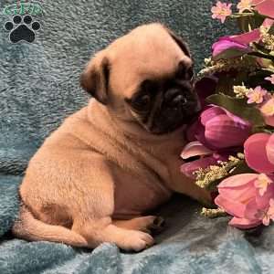 Kit Kat, Pug Puppy