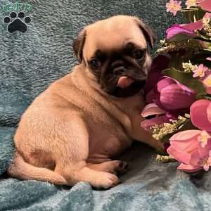 Kit Kat, Pug Puppy