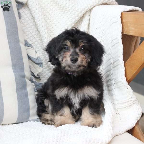 Nala, Dachshund Mix Puppy