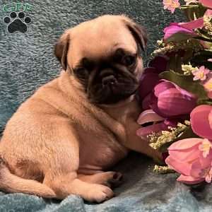 Kit Kat, Pug Puppy
