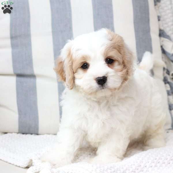 Millie, Cavachon Puppy