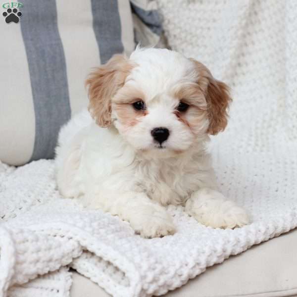 Zoe, Cavachon Puppy
