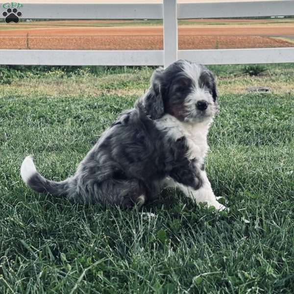 Ranger, Bernedoodle Puppy