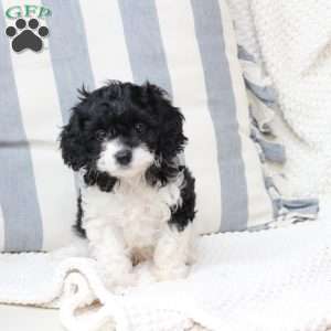 Pepper, Cavapoo Puppy